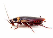 The Cockroach in His Ear